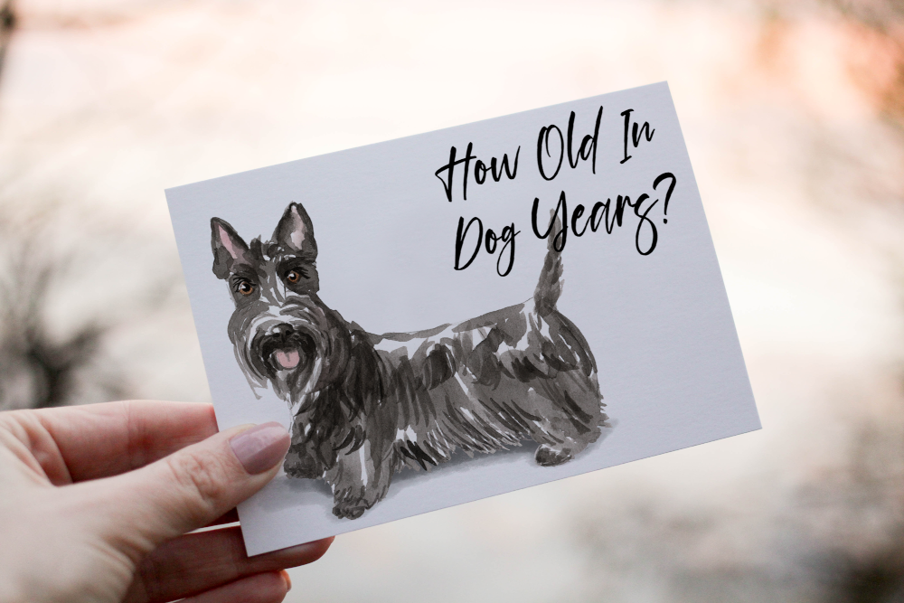 Scottish Terrier Dog Birthday Card, Dog Birthday Card